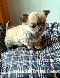 Chihuahua pelo lungo Pedigree Enci