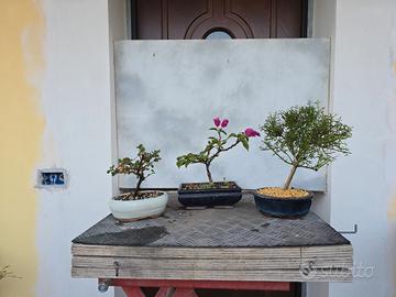 bonsai bouganville, gelsomino  cotoneaster 