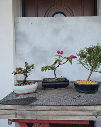 bonsai bouganville, gelsomino  cotoneaster 