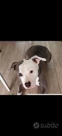 Pitbull blu nose