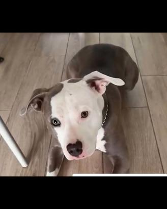 Pitbull blu nose