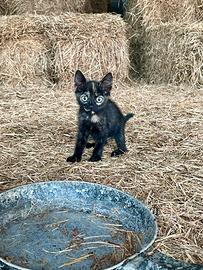 Cuccioli di gatto