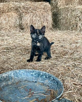 Cuccioli di gatto