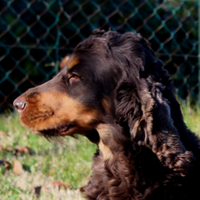 Cocker spaniel Inglese