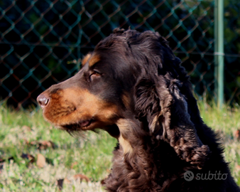 Cocker spaniel Inglese