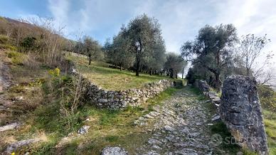 Un uliveto vista lago dove passare il tempo