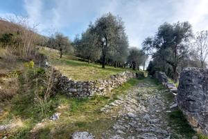 Un uliveto vista lago dove passare il tempo
