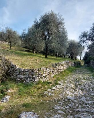 Un uliveto vista lago dove passare il tempo