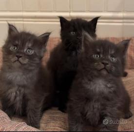 Maine coon cuccioli