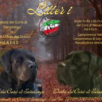 Cucciola Cane Corso