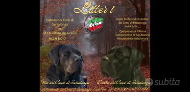 Cucciola Cane Corso