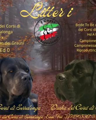 Cucciola Cane Corso