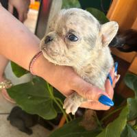 Bulldog francese