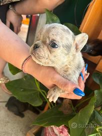 Bulldog francese