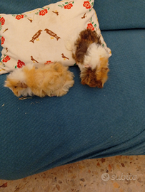 Caviettine a pelo lungo