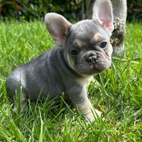 Bulldog Francese Exotic Cuccioli nati il 25.03.25