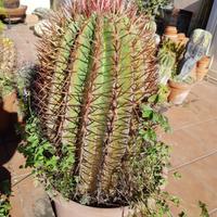 PIANTA FEROCACTUS STAINESII