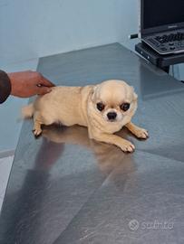 Chihuahua femmina adulta