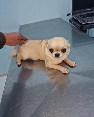 Chihuahua femmina adulta