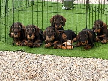 Cuccioli bassotto pelo duro