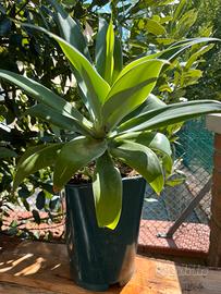 Agave attenuata