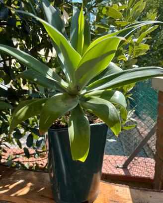 Agave attenuata