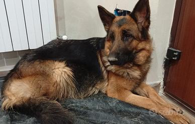 Vendita cuccioli pastore tedesco