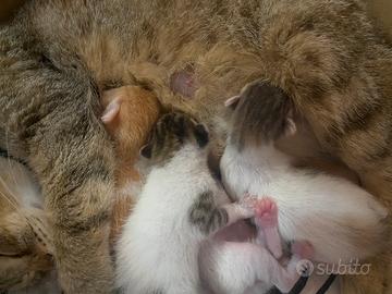4 gattini bisognosi d'affetto