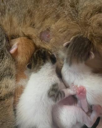 4 gattini bisognosi d'affetto
