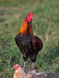 Geronimo il gallo ornamentale deve trasferirsi