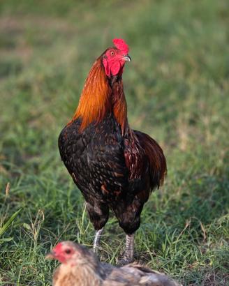 Geronimo il gallo ornamentale deve trasferirsi