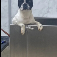 Bulldog francese