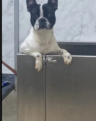 Bulldog francese