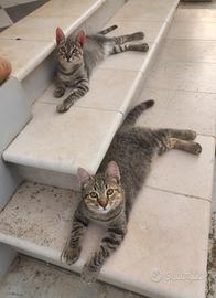 Gattini 