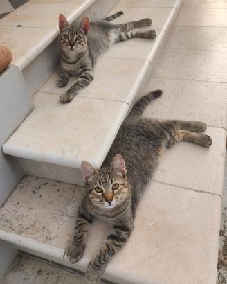 Gattini 