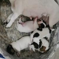 Cuccioli di jack russell