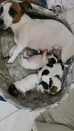 Cuccioli di jack russell