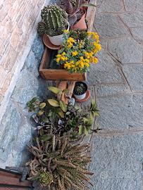 piante grasse e cactus 