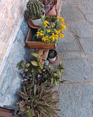 piante grasse e cactus 