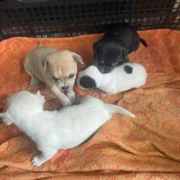 Chihuahua