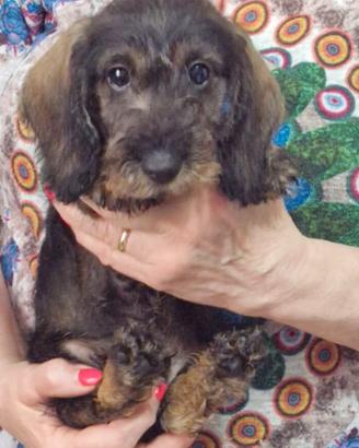 Cuccioli bassotto tedesco a pelo duro