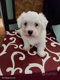 Cucciolo Maltese Toy