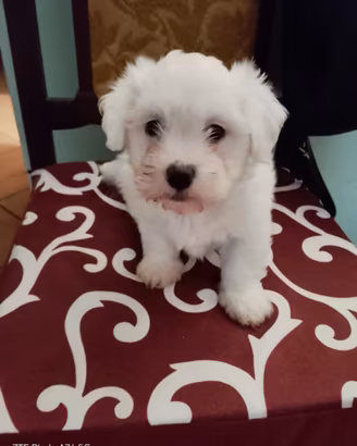 Cucciolo Maltese Toy