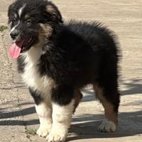 Cuccioli Pastore australiano