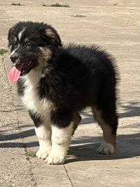 Cuccioli Pastore australiano