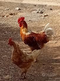 gallo 