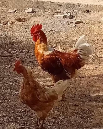 gallo 