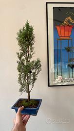 Bonsai di cipresso italiano