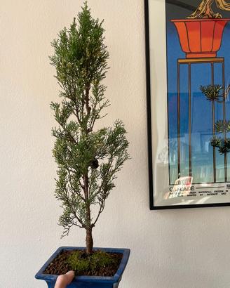 Bonsai di cipresso italiano