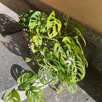 Pianta da interno - Monstera Adansonii